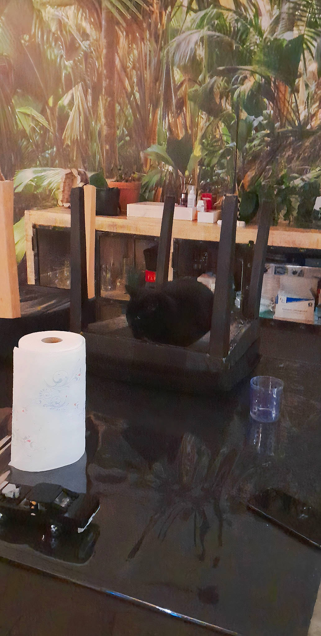 Chocolat participe au concours pour gagner de l'argent avec cette photo : audio_equipment, cylinder, flooring, gadget, gas, glass, hardwood, houseplant, landscape, metal, plant, room, soil, tints_and_shades, tree, visual_arts, wood