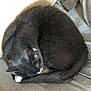 blanket, cat, close_up, cozy, cuddly, curled_up, fur, gray_cat, home, indoor, nap, paw, pet, resting, sleeping_cat, sofa, soft_texture, tail, tuxedo_cat, whiskers