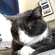 Milo is registered to the contest to win money with this photo: bed, blanket, cat, close_up, cozy, curtain, ears, feline, framed_picture, fur, green_eyes, grey_and_white, indoor, nose, paw, pet, portrait, resting, sleepy, whiskers