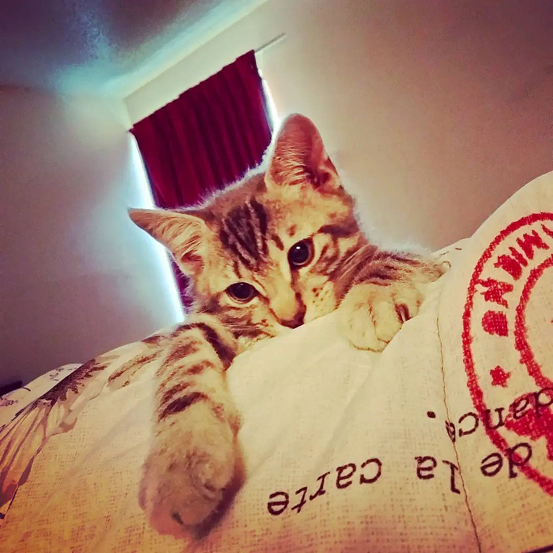 Chandler is registered to the contest to win money with this photo: bed, bedding, carnivore, cat, cloud, comfort, couch, domestic_short_haired_cat, fawn, felidae, font, fur, linens, paw, small_to_medium_sized_cats, snout, tail, textile, whiskers, wood