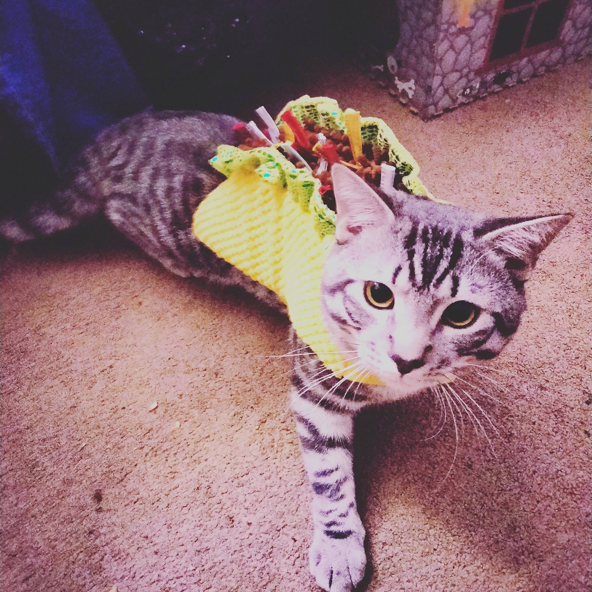 Chandler is registered to the contest to win money with this photo: carnivore, cat, claw, domestic_short_haired_cat, eye, fashion_accessory, fawn, felidae, foot, fur, grass, human_leg, paw, small_to_medium_sized_cats, snout, tail, terrestrial_animal, tree, vertebrate, whiskers