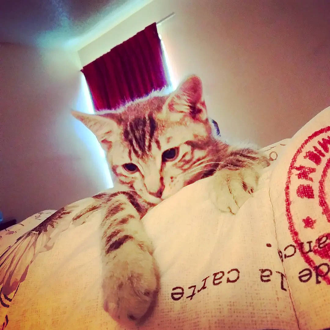 Chandler is registered to the contest to win money with this photo: bed, bedding, carnivore, cat, cloud, comfort, couch, domestic_short_haired_cat, ear, felidae, fur, hand, happy, mountain, paw, room, small_to_medium_sized_cats, snout, tail, whiskers