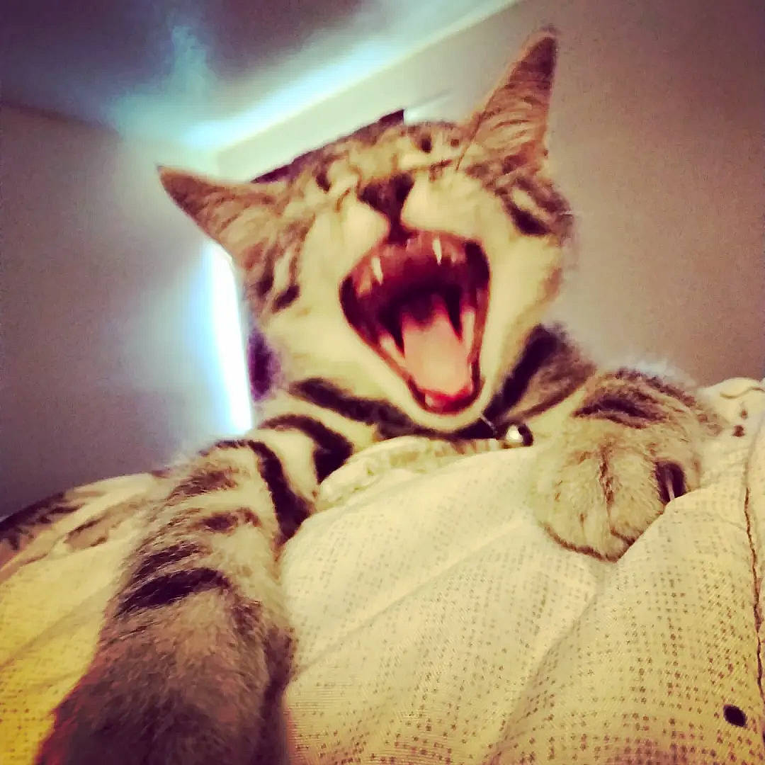 Chandler joined the competition — help win amazing prizes! carnivore, cat, cloud, comfort, domestic_short_haired_cat, felidae, flesh, fur, happy, jaw, linens, paw, photo_caption, sky, small_to_medium_sized_cats, snout, square, whiskers, wildlife, yawn