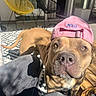 animal, black_chair, cap, chair, close_up, cute, dog, ears, jeans, legs, nose, nostrils, outdoor, patio, patterned_rug, person, pet, pink_cap, sunlight, yellow_chair