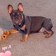 Bruno is registered to the contest to win money with this photo: animal, ball, bostonbull, boxer, bulldog, canine, chihuahua, dog, frenchbulldog, hound, pet, pitbull, puppy, sport, tennis, tennisball