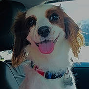 Chloe joined the competition — help win amazing prizes! dog, pet, animal, car, collar, tongue, happy, fur, seat, window, sunlight, indoor, smiling, canine, closeup, cute, mammal, ears, tag, travel