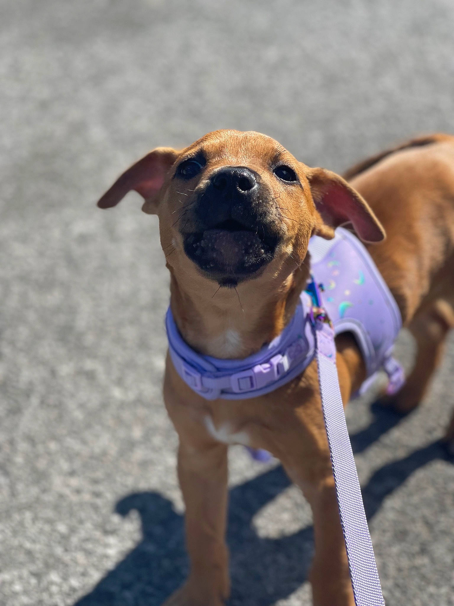 Mary Jane joined the competition — help win amazing prizes! canidae, carnivore, collar, companion_dog, dog, dog_breed, dog_collar, dog_supply, fawn, guard_dog, hunting_dog, leash, non_sporting_group, paw, pet_supply, snout, tail, whiskers, working_animal, working_dog