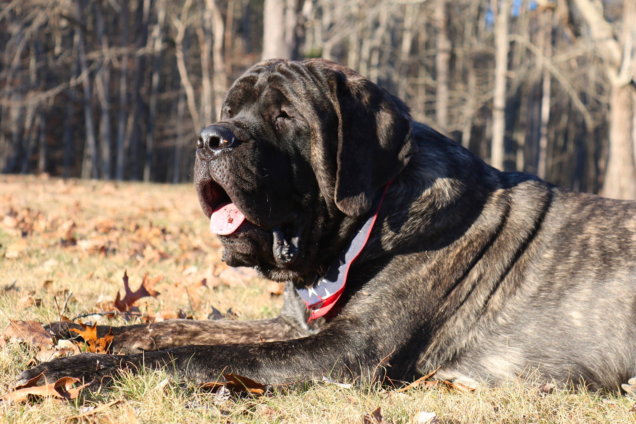 Vladimir joined the competition — help win amazing prizes! biting, canidae, carnivore, collar, companion_dog, dog, dog_breed, dog_collar, fawn, grass, ori_pei, plant, snout, sporting_group, tail, terrestrial_animal, tree, wildlife, working_dog, wrinkle