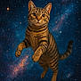 cat, tabby, space, stars, galaxy, floating, curious, animal, pet, whiskers, fur, tail, ears, astronomy, night_sky, cosmic, mystical, cute, mammal, outdoor