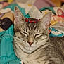 cat, tabby, beads, crown, sleepy, pet, animal, fur, whiskers, cute, domestic_cat, resting, closeup, face, ears, nose, bed, blanket, indoor, cozy