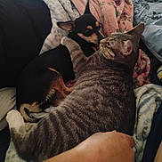 Bubbles joined the competition — help win amazing prizes! cat, dog, tabby_cat, small_dog, blanket, paw, fur, indoor, cozy, resting, pets, animal_companions, snuggling, bed, comfort, domestic_animals, friendship, relaxation, mammal, close_up