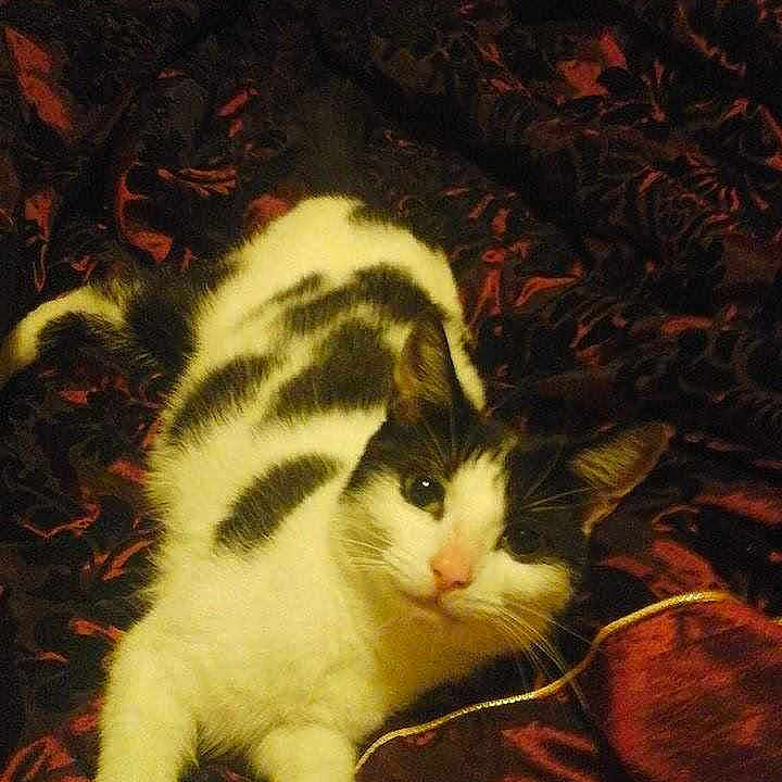 Nikki joined the competition — help win amazing prizes!