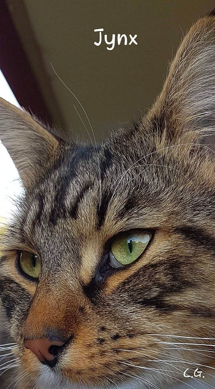 Jynx joined the competition — help win amazing prizes! carnivore, cat, domestic_short_haired_cat, ear, felidae, fur, grass, lynx, small_to_medium_sized_cats, snout, terrestrial_animal, whiskers, wildlife