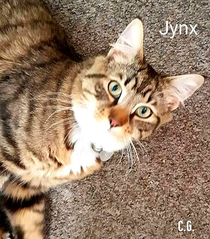 Jynx is registered to the contest to win money with this photo: carnivore, cat, claw, comfort, domestic_short_haired_cat, felidae, fur, grass, paw, photo_caption, small_to_medium_sized_cats, square, tail, terrestrial_animal, whiskers, wildlife