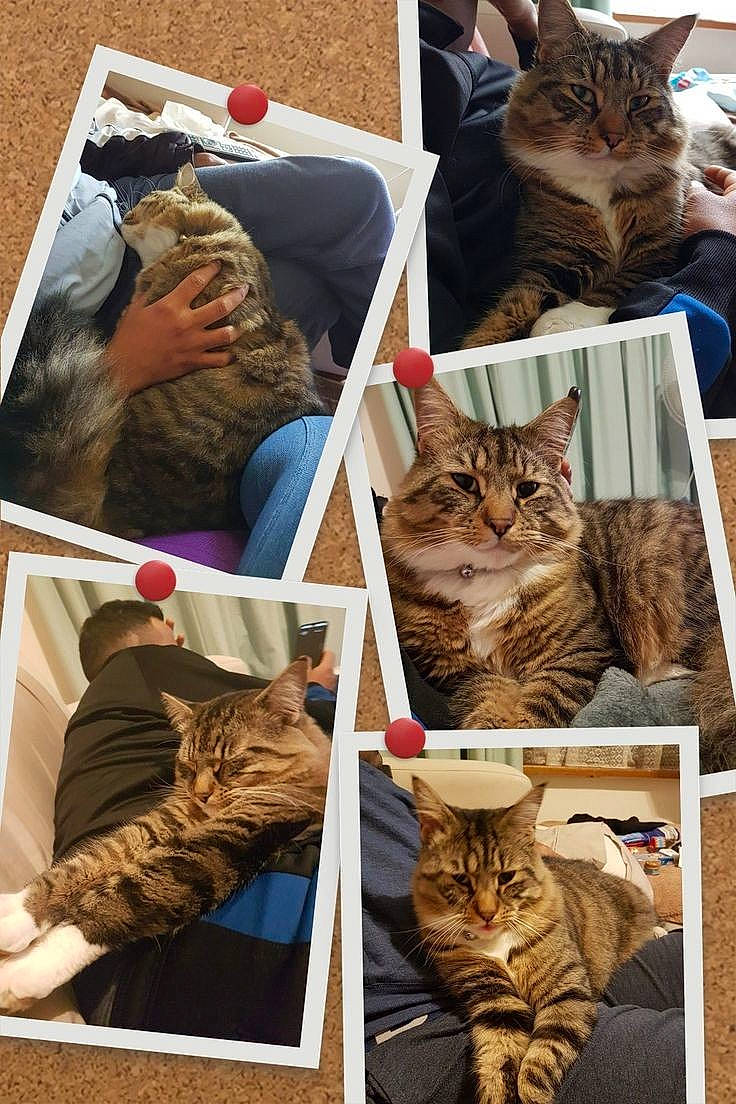 Jynx joined the competition — help win amazing prizes! art, brown, carnivore, cat, collage, comfort, domestic_short_haired_cat, felidae, fur, gesture, green, mammal, organism, pattern, photograph, small_to_medium_sized_cats, snapshot, tail, vertebrate, whiskers