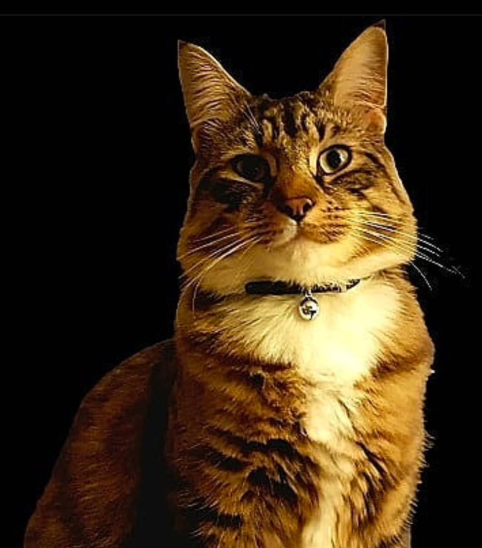 Jynx joined the competition — help win amazing prizes! carnivore, cat, darkness, domestic_short_haired_cat, fawn, felidae, fur, lynx, midnight, paw, small_to_medium_sized_cats, tail, terrestrial_animal, tree, whiskers, window