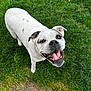 Molly is registered to the contest to win money with this photo: dog, white_dog, black_spots, happy, smiling, grass, greenery, outdoor, pet, canine, animal, tongue_out, playful, nature, close_up, friendly, cute, mammal, daylight, joyful