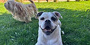 Molly is registered to the contest to win money with this photo: dog, bulldog, fluffy_dog, grass, backyard, fence, sunlight, smiling_dog, happy, pet, animal, playful, outdoor, greenery, canine, nature, summer, daytime, friendship, active