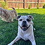 dog, bulldog, fluffy_dog, grass, backyard, fence, sunlight, smiling_dog, happy, pet, animal, playful, outdoor, greenery, canine, nature, summer, daytime, friendship, active