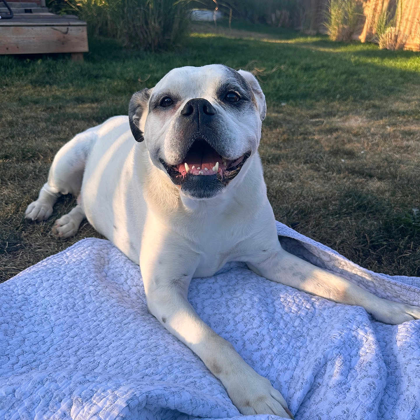 Molly is registered to the contest to win money with this photo: animal, backyard, black_patches, blanket, canine, daylight, dog, fence, grass, happy, nature, outdoor, pet, playful, relaxed, smiling_dog, summer, sunlight, tongue_out, white_dog