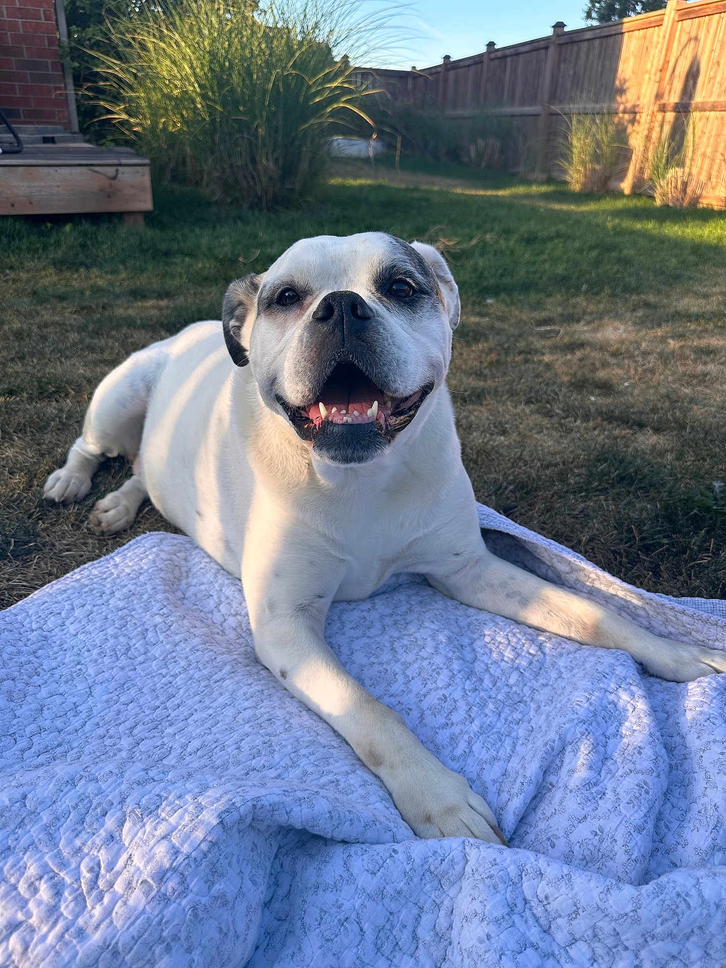 Molly is registered to the contest to win money with this photo: dog, white_dog, black_patches, smiling_dog, blanket, grass, backyard, sunlight, pet, animal, happy, outdoor, fence, nature, canine, relaxed, summer, daylight, tongue_out, playful