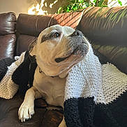 Molly is registered to the contest to win money with this photo: dog, blanket, couch, leather, indoor, sunlight, shadow, plant, pet, cozy, resting, white, black, knit, fur, paw, relaxed, home, comfort, portrait