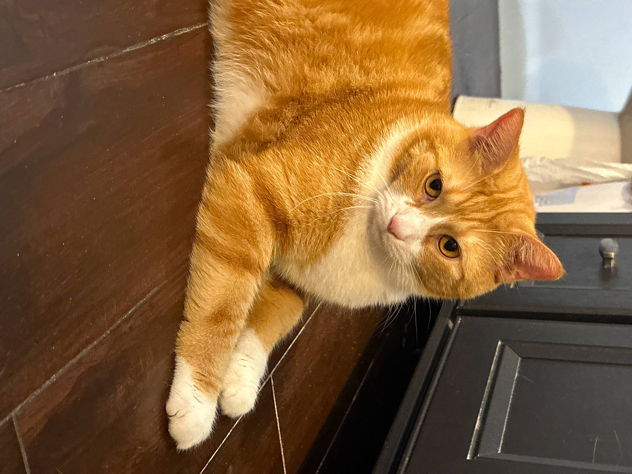 Butter is registered to the contest to win money with this photo: carnivore, cat, claw, domestic_short_haired_cat, fawn, felidae, flooring, fur, hardwood, human_leg, paw, small_to_medium_sized_cats, snout, tail, whiskers, window, wood