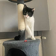 Nala a rejoint le concours — aidez-le/la à gagner de superbes lots ! cat, black_and_white, cat_tree, scratching_post, indoor, pet, feline, curious, perched, leaning, paw, head_tilt, animal, domestic, cute, furry, whiskers, playful, gray, home