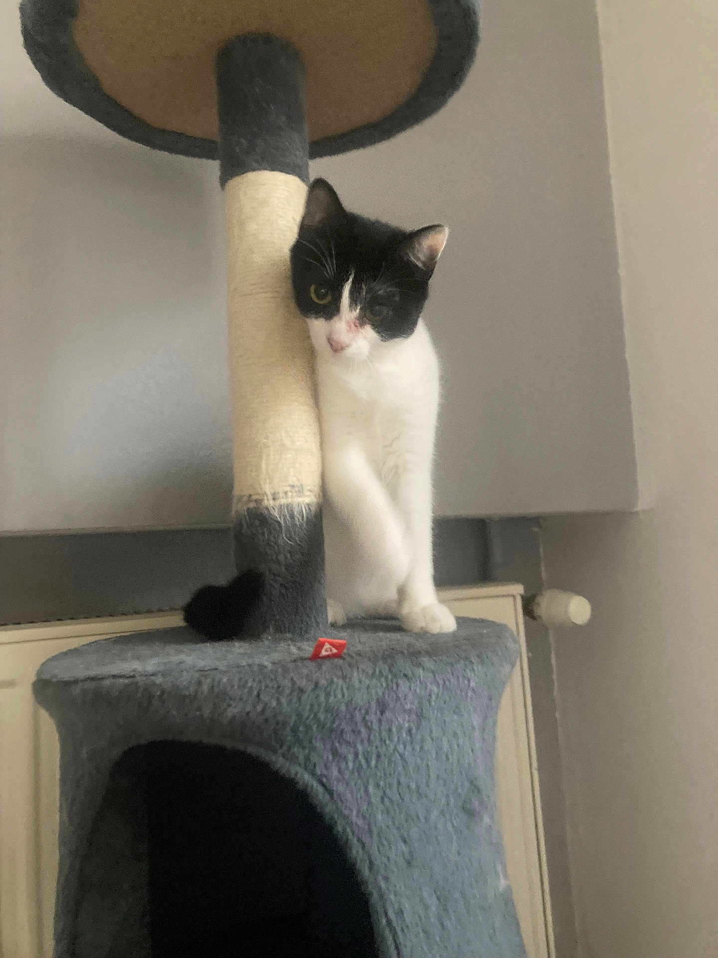Nala