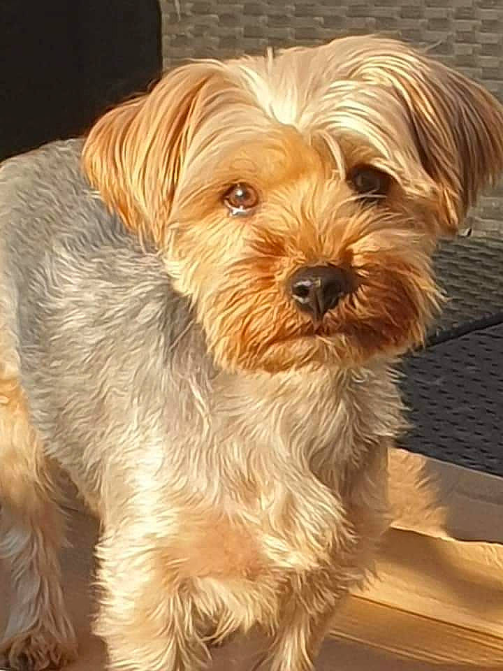 Mikey is registered to the contest to win money with this photo: australian_silky_terrier, biewer_terrier, canidae, carnivore, companion_dog, dog, dog_breed, dutch_smoushond, mammal, morkie, norfolk_terrier, rare_breed_dog, schnoodle, small_terrier, snout, sporting_lucas_terrier, terrier, vertebrate, yorkipoo, yorkshire_terrier