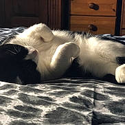 Buddles joined the competition — help win amazing prizes! animal, bed, black_and_white, blanket, cat, cozy, cute, domestic_animal, fur, furniture, indoor, patterned_bedspread, paw, pet, relaxed, resting, sleeping, soft_light, whiskers, wooden_furniture