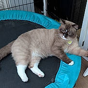 Kimberly Powell joined the competition — help win amazing prizes! animal, blue_eyes, brown_fur, cat, collar, colorpoint, doorway, floor, fluffy, furniture, home, indoor, lying_down, pet, portrait, relaxed, tag, trampoline, turquoise, white_paws