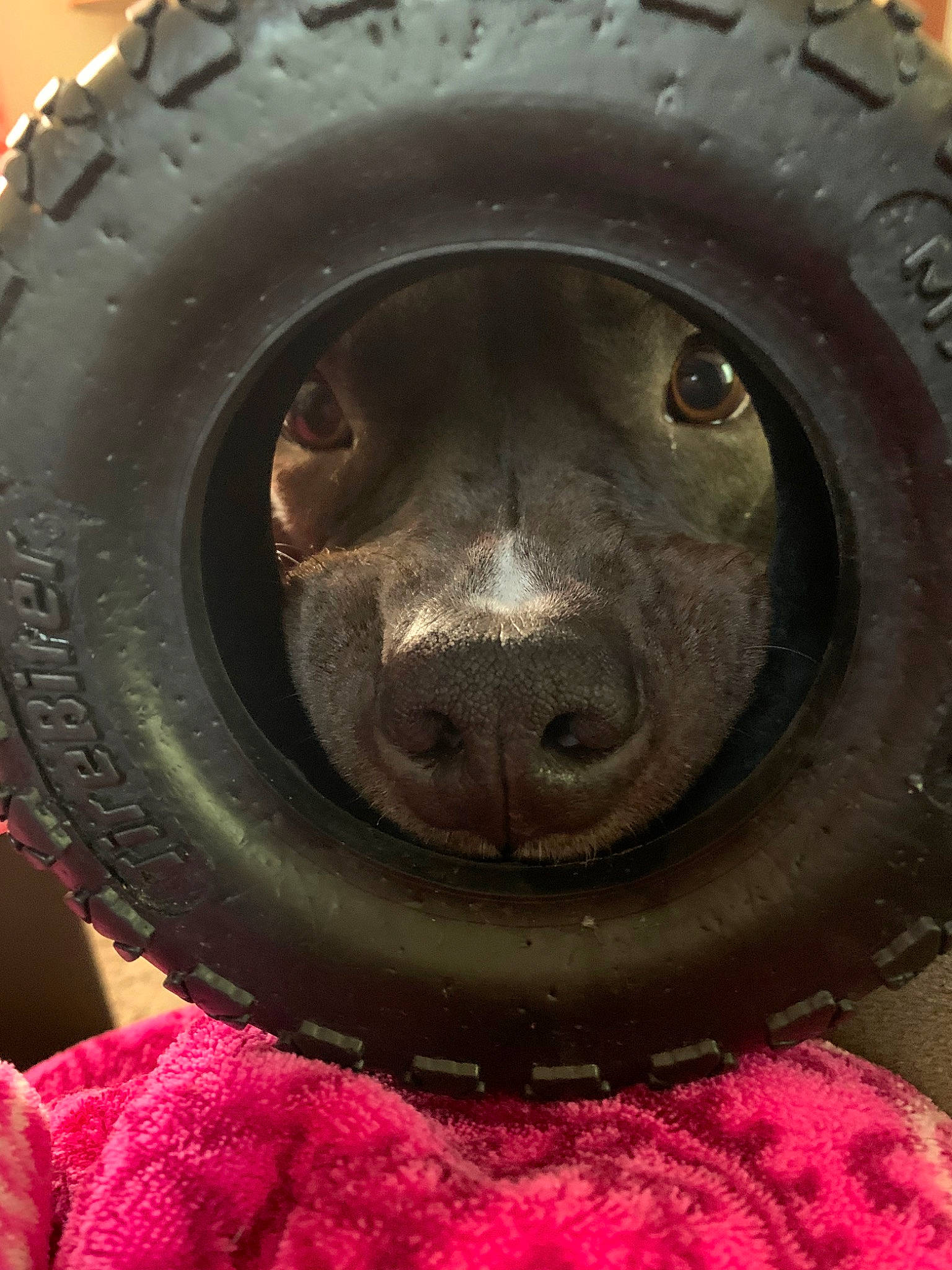 Jax is registered to the contest to win money with this photo: auto_part, automotive_tire, automotive_wheel_system, rim, snout, synthetic_rubber, tire, tire_care, tread, wheel
