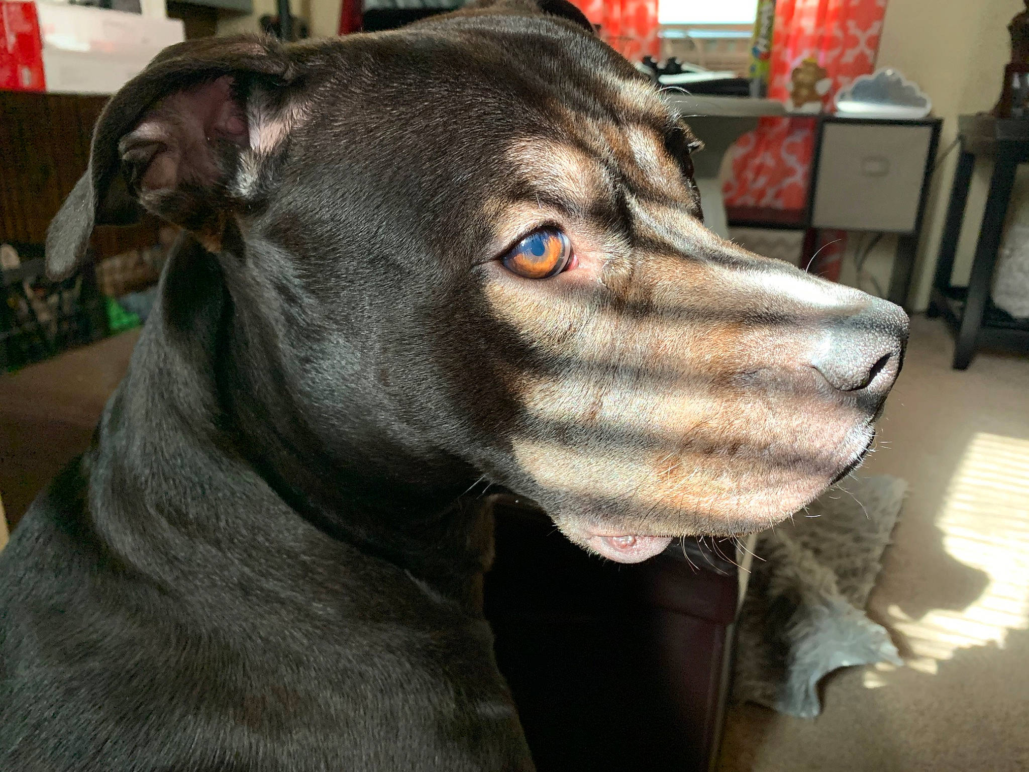 Jax joined the competition — help win amazing prizes! alaunt, american_pit_bull_terrier, american_staffordshire_terrier, bandog, canidae, carnivore, dog, dog_breed, fawn, mammal, molosser, non_sporting_group, pit_bull, rare_breed_dog, snout, sporting_group, vertebrate, whiskers