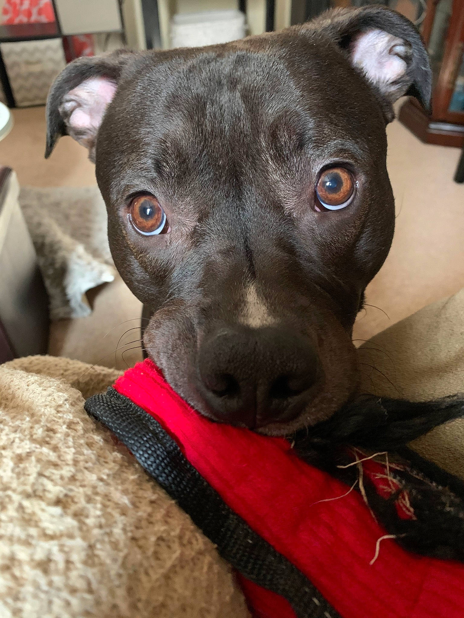 Jax joined the competition — help win amazing prizes! blue_lacy, canidae, carnivore, dog, dog_breed, dog_collar, ear, greyhound, italian_greyhound, mammal, non_sporting_group, patterdale_terrier, potcake_dog, rare_breed_dog, snout, vertebrate, whiskers