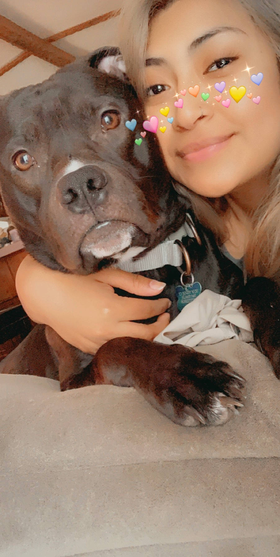 Jax joined the competition — help win amazing prizes! american_pit_bull_terrier, cane_corso, canidae, carnivore, dog, dog_breed, fawn, non_sporting_group, pit_bull, puppy_love, sporting_group, staffordshire_bull_terrier