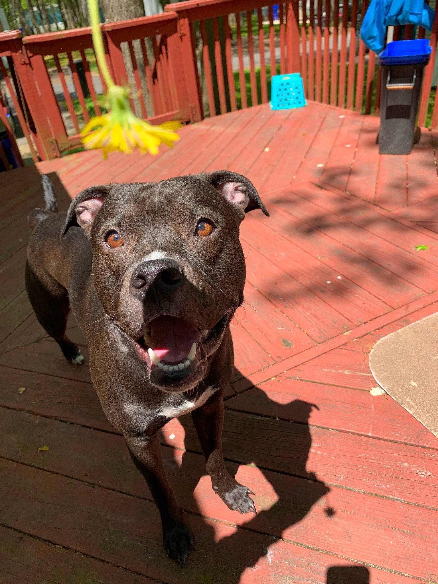 Jax is registered to the contest to win money with this photo: american_bulldog, american_pit_bull_terrier, american_staffordshire_terrier, bandog, canidae, carnivore, dog, dog_breed, fawn, mammal, non_sporting_group, pit_bull, snout, sporting_group, staffordshire_bull_terrier