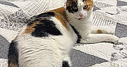 Star joined the competition — help win amazing prizes! cat, calico_cat, bed, quilt, patchwork, indoor, feline, pet, animal, resting, cute, fur, whiskers, green_wall, doorway, shelf, curious, relaxed, laying_down, household