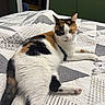 cat, calico_cat, bed, quilt, patchwork, indoor, feline, pet, animal, resting, cute, fur, whiskers, green_wall, doorway, shelf, curious, relaxed, laying_down, household