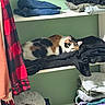 cat, calico_cat, clothes, folded_clothes, closet, shelf, green_wall, indoor, sleeping, resting, fabric, red_checkered_shirt, black_clothes, casual, stack, pet, animal, cozy, fur, relaxing
