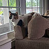 cat, calico_cat, couch, cushion, window, indoor, pet, animal, furniture, striped_fabric, curious, domestic_cat, looking, resting, home_interior, daylight, greenery, glass_window, house, relaxed