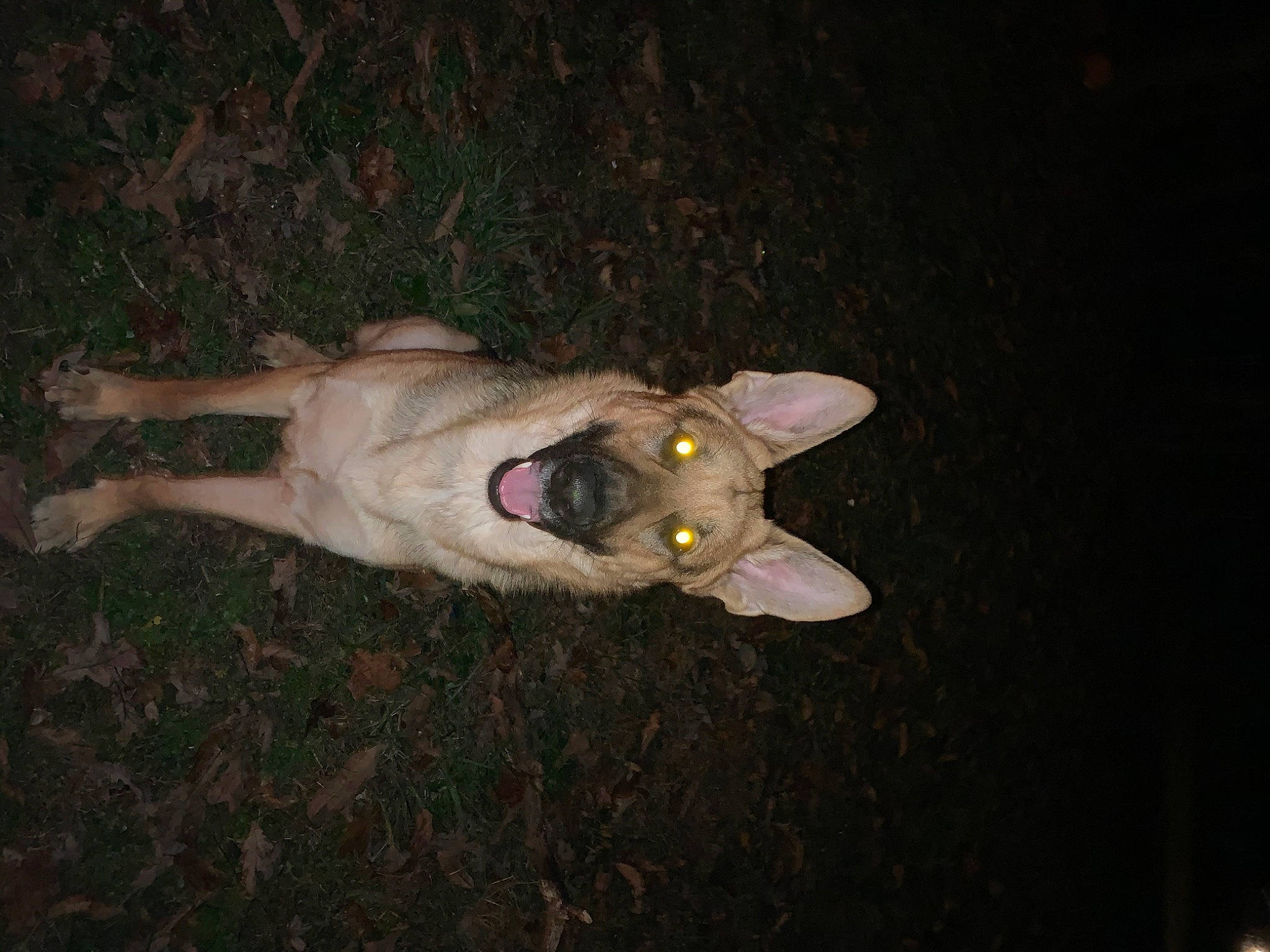 Champion joined the competition — help win amazing prizes! birman, canidae, carnivore, cat, darkness, dog_breed, eye, fawn, felidae, fur, paw, small_to_medium_sized_cats, snout, tail, terrestrial_animal, whiskers