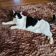 Stinky is registered to the contest to win money with this photo: cat, black_and_white, fluffy_rug, indoor, wooden_floor, relaxed, pet, animal, fur, laying_down, stretching, domestic_cat, whiskers, tail, ears, eyes, flooring, home, cozy, calm