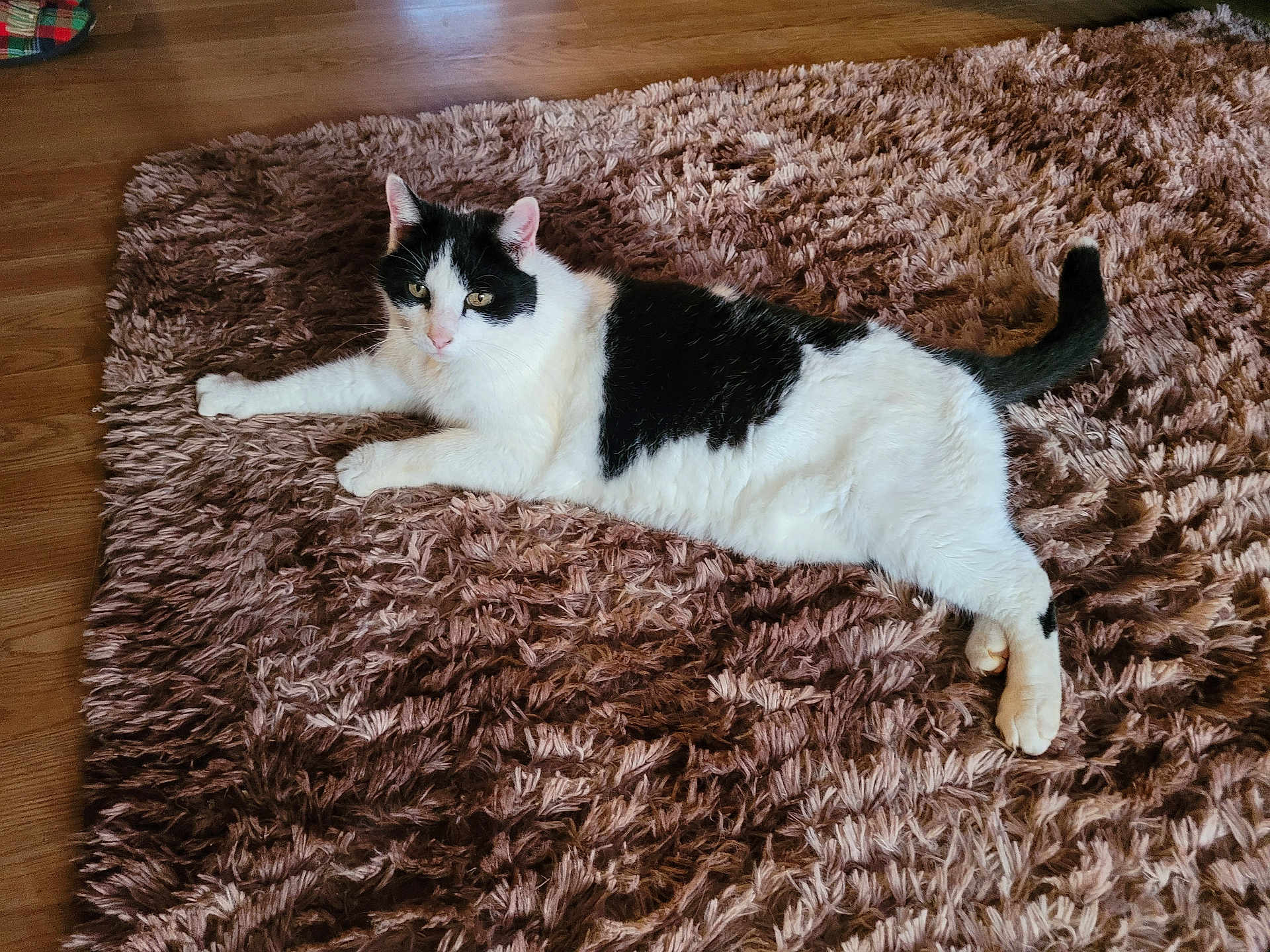 Stinky is registered to the contest to win money with this photo: cat, black_and_white, fluffy_rug, indoor, wooden_floor, relaxed, pet, animal, fur, laying_down, stretching, domestic_cat, whiskers, tail, ears, eyes, flooring, home, cozy, calm