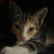 Amora joined the competition — help win amazing prizes! kitten, cat, pet, animal, close_up, paw, fur, whiskers, ears, eyes, face, tabby, cute, domestic_animal, mammal, feline, young, portrait, indoor, dark_background