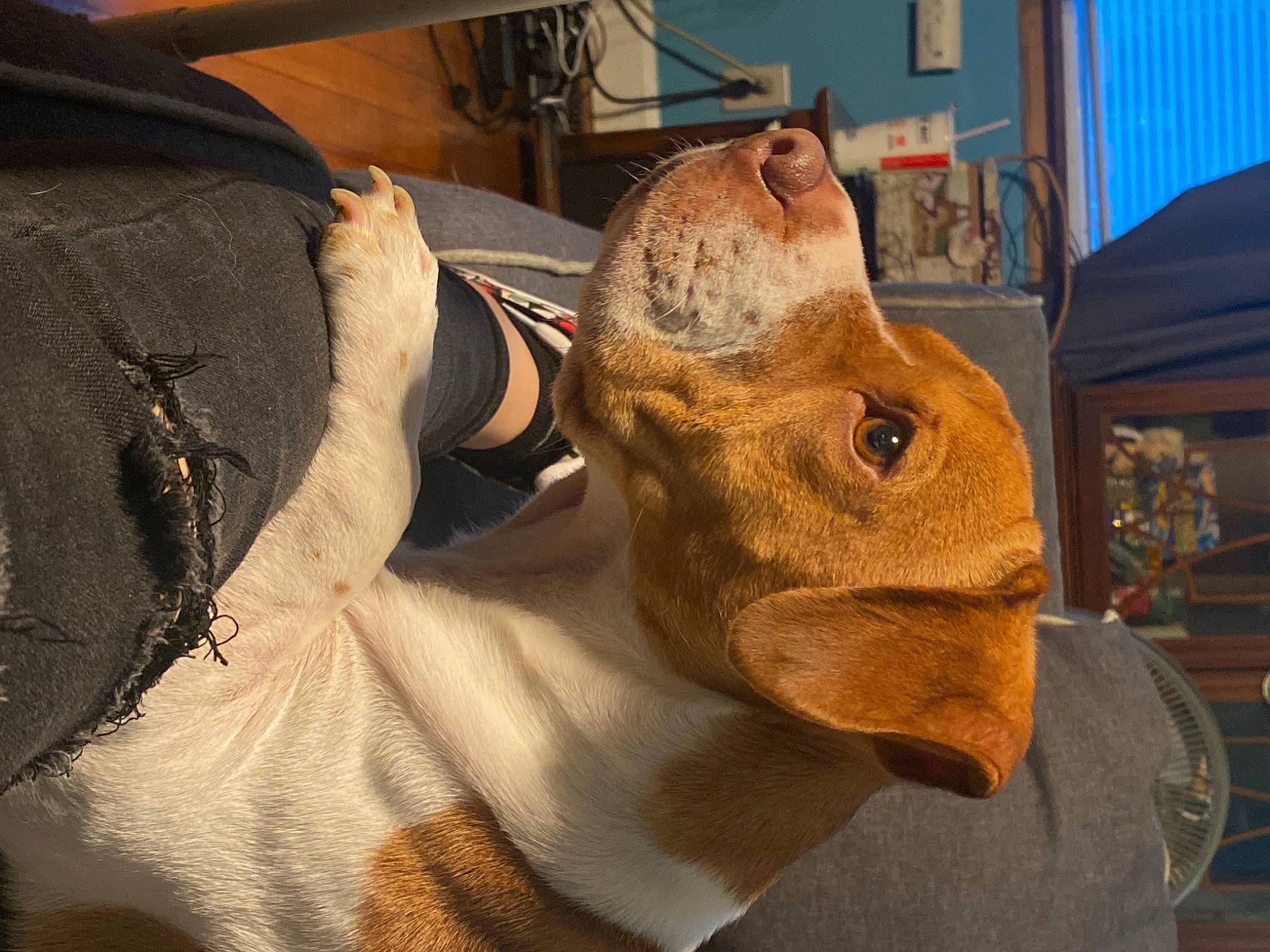 Buster joined the competition — help win amazing prizes! art, artifact, carmine, chainsaw_carving, fawn, felidae, fictional_character, fur, hare, hat, personal_protective_equipment, rabbit, rabbits_and_hares, selfie, small_to_medium_sized_cats, snout, stuffed_toy, whiskers, wood, working_animal