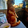 cat, orange_tabby, table, balcony, cup, buddha_statue, cushion, outdoor, fence, sunlight, plant, sky, chair, animal, pet, fur, domestic_cat, quiet, relaxing, daytime