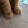 cat, paws, fur, close_up, wooden_surface, pet, animal, domestic_cat, soft, texture, brown, cute, indoor, feline, mammal, whiskers, claws, quiet, resting, blurred_background