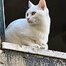 cat, white_cat, animal, pet, windowsill, resting, fur, ears, whiskers, outdoor, closeup, portrait, looking_away, feline, quiet, peaceful, texture, daylight, nature, curious