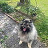 Mario a rejoint le concours — aidez-le/la à gagner de superbes lots ! dog, fluffy, happy, outdoor, garden, grass, pathway, rose_bush, plant, sunlight, pet, canine, tongue_out, fence, car, shrub, nature, pavement, summer, smiling